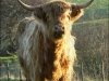 highland-bull