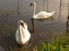 swans